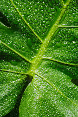 Green leaf macro with water drops with copy-spaceの写真素材