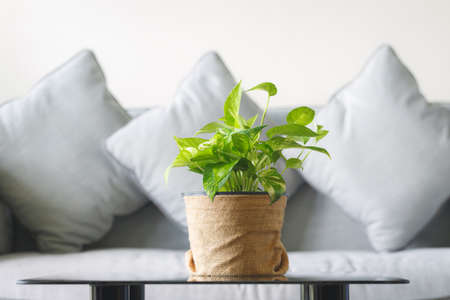 Golden pothos with sofa of home and garden conceptの写真素材