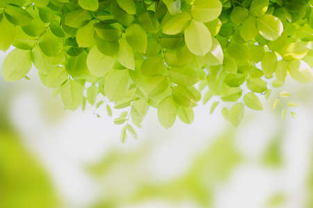 Green leaf freshness on green bokeh backgroundの写真素材