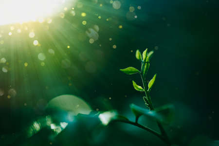 Green leaves tropical plants and sunlight with bokeh backgroundの写真素材