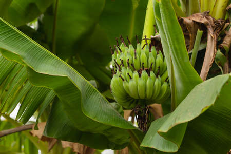 Bunch of green bananas in the garden,Thailand. Agricultural plantation.の写真素材