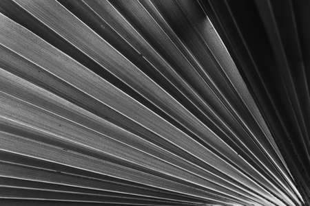 Tropical palm leaf  texture is abstract background,black and white filterの写真素材