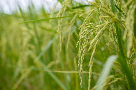 A close-up view of rice. Thai agriculture.の写真素材