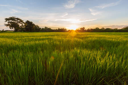 Meadow of rice on sunrise or sunset, second stage of flowering of the rice plant