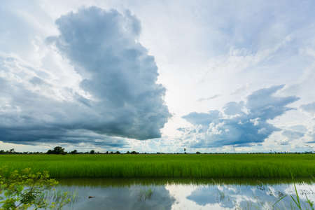 Clouds sky over rice field with water reflection