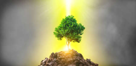 Planting for CSR. Small tree on hand over soil on green background, CSR concept . Doing business in environmental protectionの写真素材