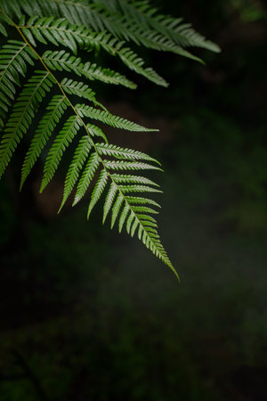 Botanical background with green fern leaves on a black background