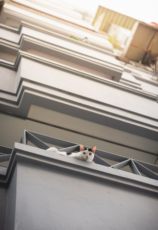 Domestic cat sits on a balcony railing looking at the cityの写真素材