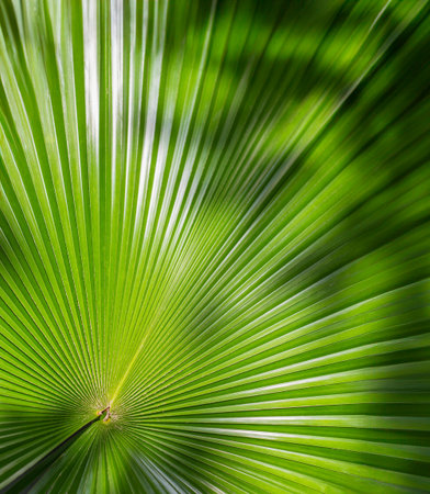 Lush green palm tree leaves, perfect for a tropical and fresh backgroundの写真素材