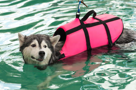 Siberian husky swimming with life jacketの写真素材