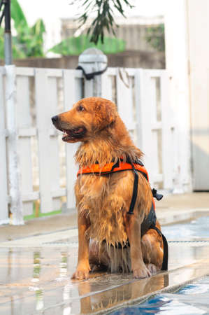 Wet golden retrieverの写真素材