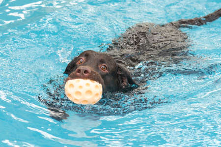 Swimming Chocolate labrador series