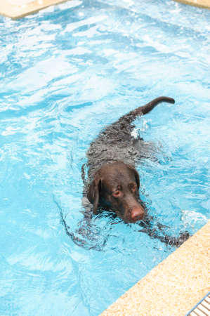Swimming Chocolate labrador seriesの写真素材