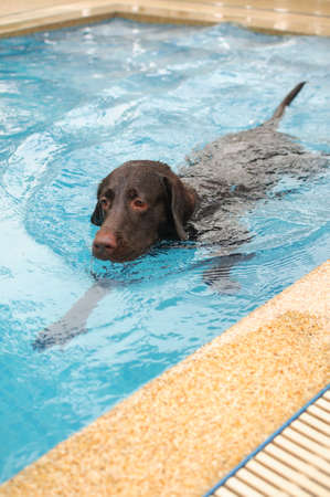Swimming Chocolate labrador seriesの写真素材