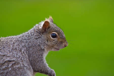 Gray Squirrel profileの写真素材
