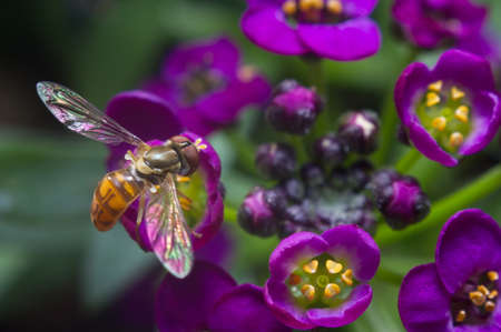 Hover fly over purple Alyssum Flowers blossom
