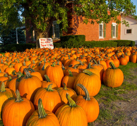 Bright orange pumpkins for sale at  a farm standの写真素材