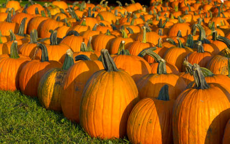 Bright orange pumpkins for sale at  a farm standの写真素材