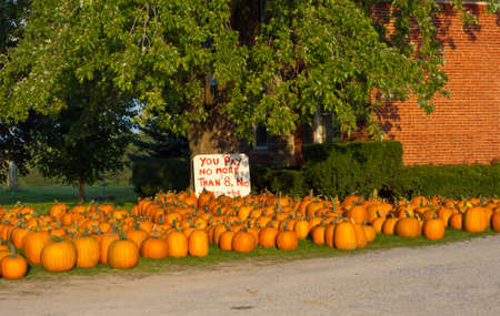 Bright orange pumpkins for sale at  a farm standの写真素材