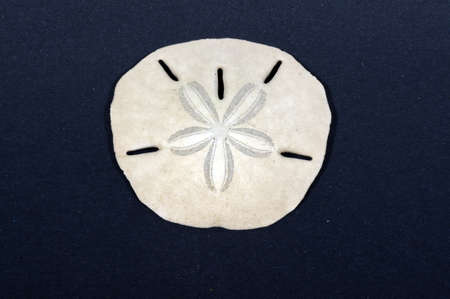 Closeup of a sand dollar isolated on a dark backgroundの写真素材