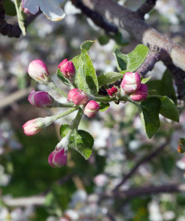 Apple Orchard Blossomsの写真素材