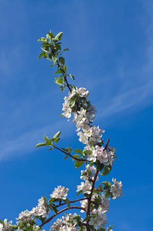 Apple Orchard Blossomsの写真素材