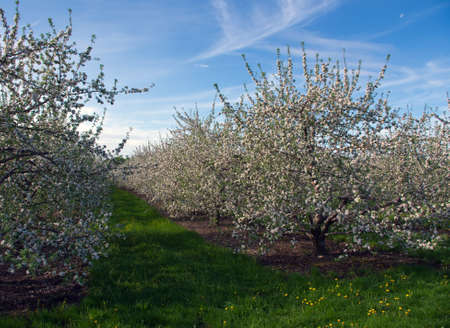 Apple Orchard Blossomsの写真素材