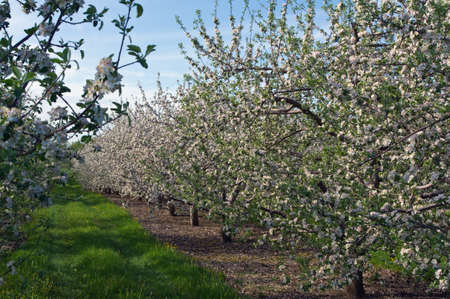 Apple Orchard Blossomsの写真素材