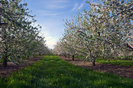 Apple Orchard Blossomsの写真素材