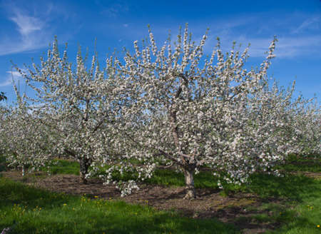 Apple Orchard Blossomsの写真素材