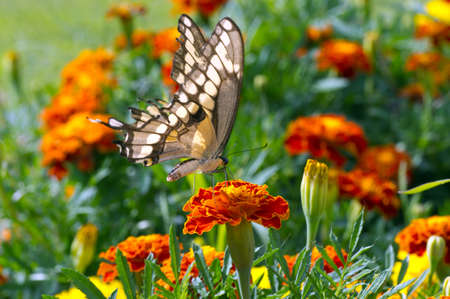 A Butterfly on orange Marigold flowersの写真素材