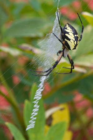garden Spider on web with multi colored backgroundの写真素材