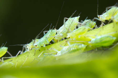 Infestation of Aphids on morning glory plantの写真素材