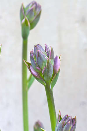 Hosta budの写真素材
