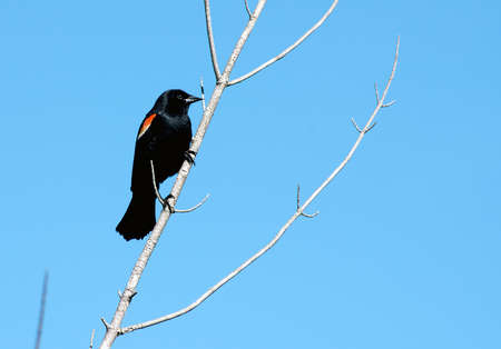 Red Wing Blackbirdの写真素材