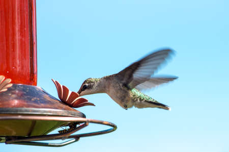 Ruby-throated Hummingbird at a feederの写真素材