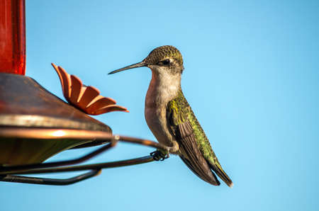 Ruby-throated Hummingbird at a feederの写真素材