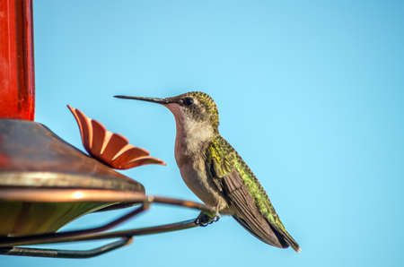 Ruby-throated Hummingbird at a feederの写真素材