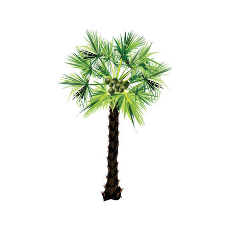 Sugar palm tropical treeのイラスト素材