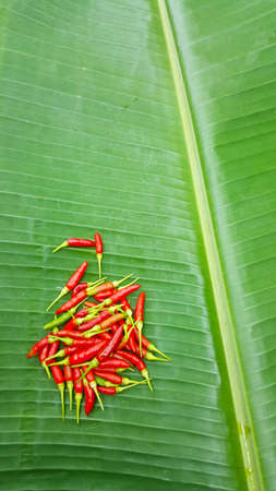 Banana leaf with chili texture background green.の写真素材