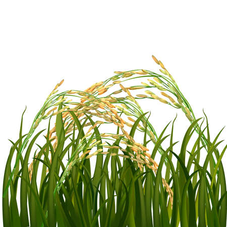 Rice fieldのイラスト素材