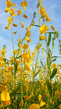 Madras hemp flower