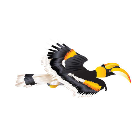Great Hornbill flying in natureのイラスト素材