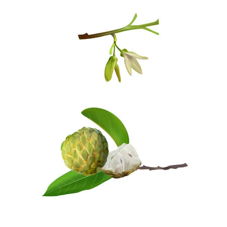 Custard apple fresh asiaのイラスト素材