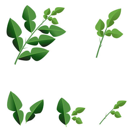 Fresh Kaffir Lime Leavesのイラスト素材