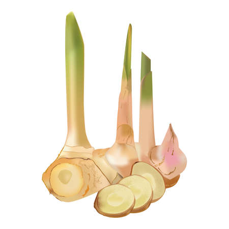 Fresh galangal healthy thai spice  tropicalのイラスト素材