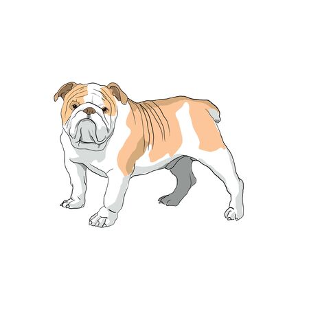 bulldogのイラスト素材