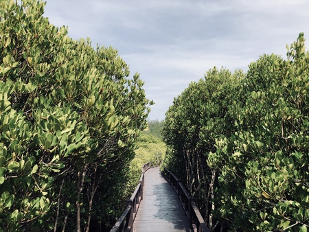 bridge in mangrove forestの写真素材