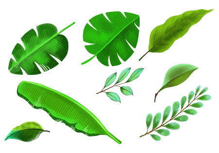 Tropical different type exotic leaves set designのイラスト素材