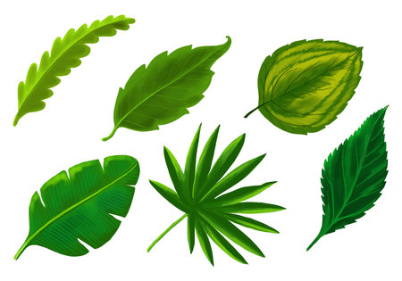 Tropical different type exotic leaves set designのイラスト素材